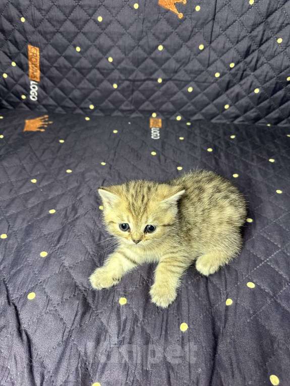 Кошки в Москве: Котенок скотиш страйт  Девочка, Бесплатно - фото 3