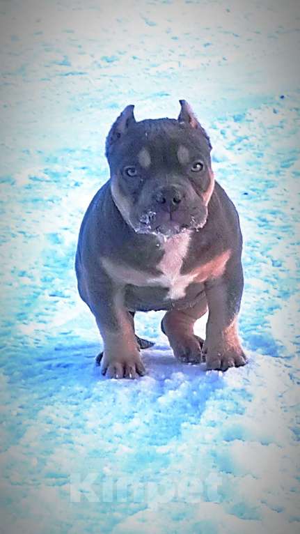 Собаки в Москве: Девочка американский булли. Девочка, 90 000 руб. - фото 2