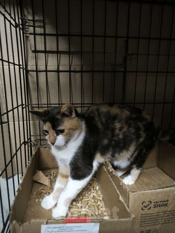 Кошки в Санкт-Петербурге: Ласковая трёхцветная кисуня 5 мес Девочка, Бесплатно - фото 4