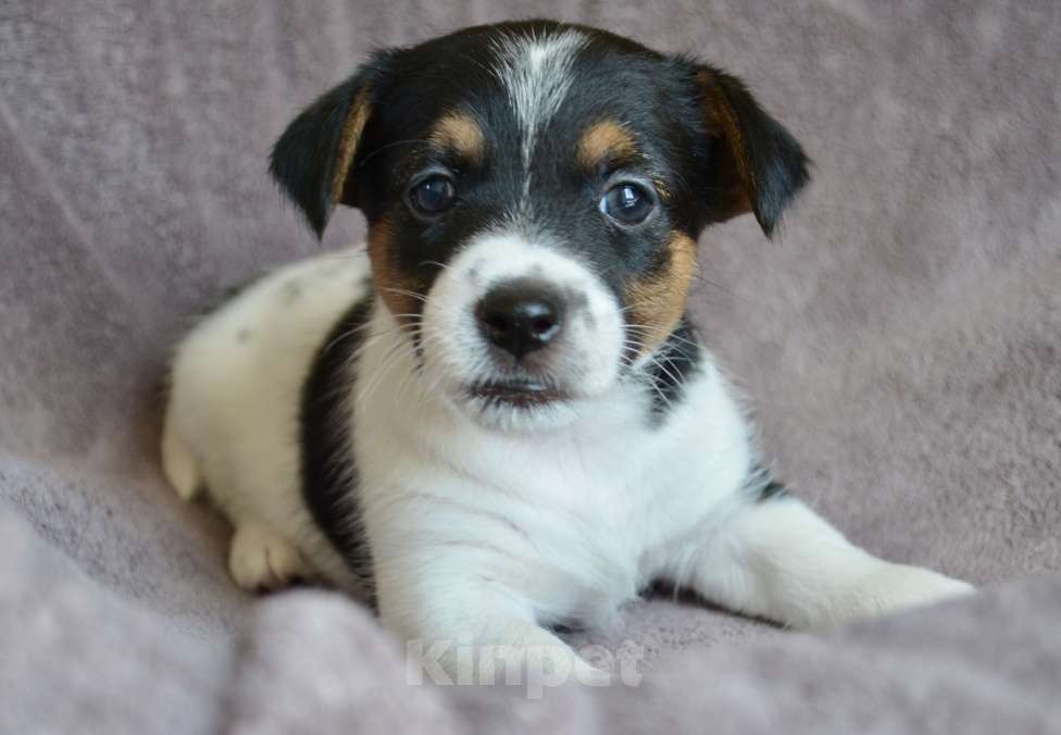 Собаки в Смоленске: Щенки Джек Рассел Терьер Девочка, Бесплатно - фото 4