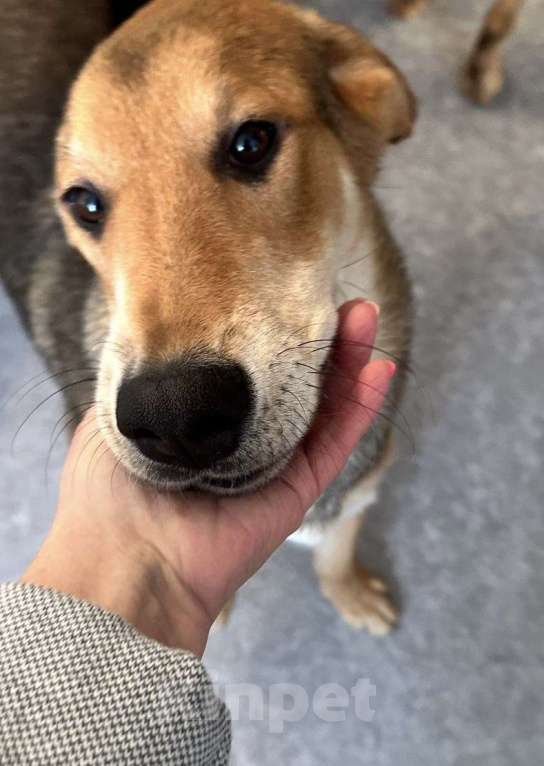 Собаки в Новосибирске: Молодой пёсик в добрые руки Мальчик, Бесплатно - фото 8