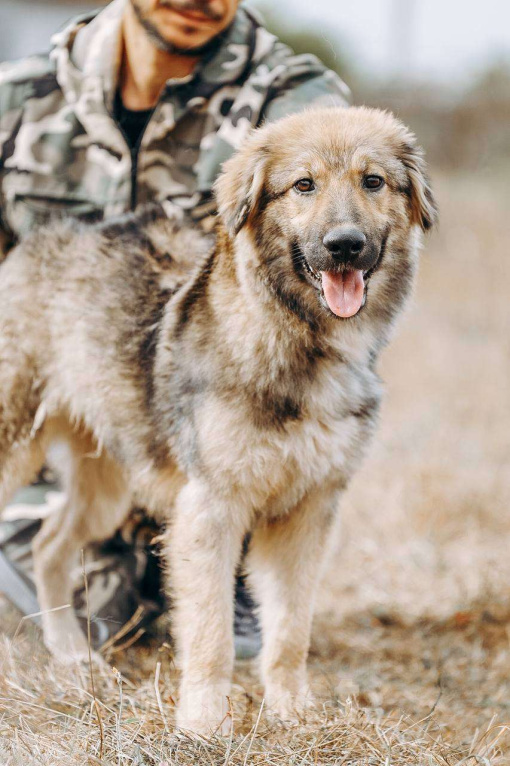 Собаки в Москве: Злата ищет семью,9мес, Привита  Девочка, Бесплатно - фото 4