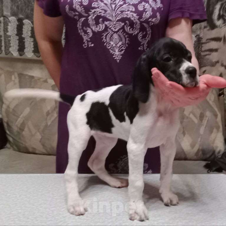 Собаки в Белгороде: Продаю щенков Английского пойнтера Девочка, 30 000 руб. - фото 4