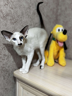 Ориентальная кошка