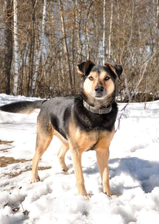 Собаки в Ногинске: Алтай -домашний пёс после гибели хозяина попал в приют Девочка, Бесплатно - фото 1