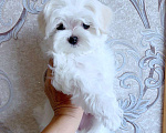 Собаки в Екатеринбурге: Мальтийская болонка — отличный выбор для дома.  Мальчик, Бесплатно - фото 3
