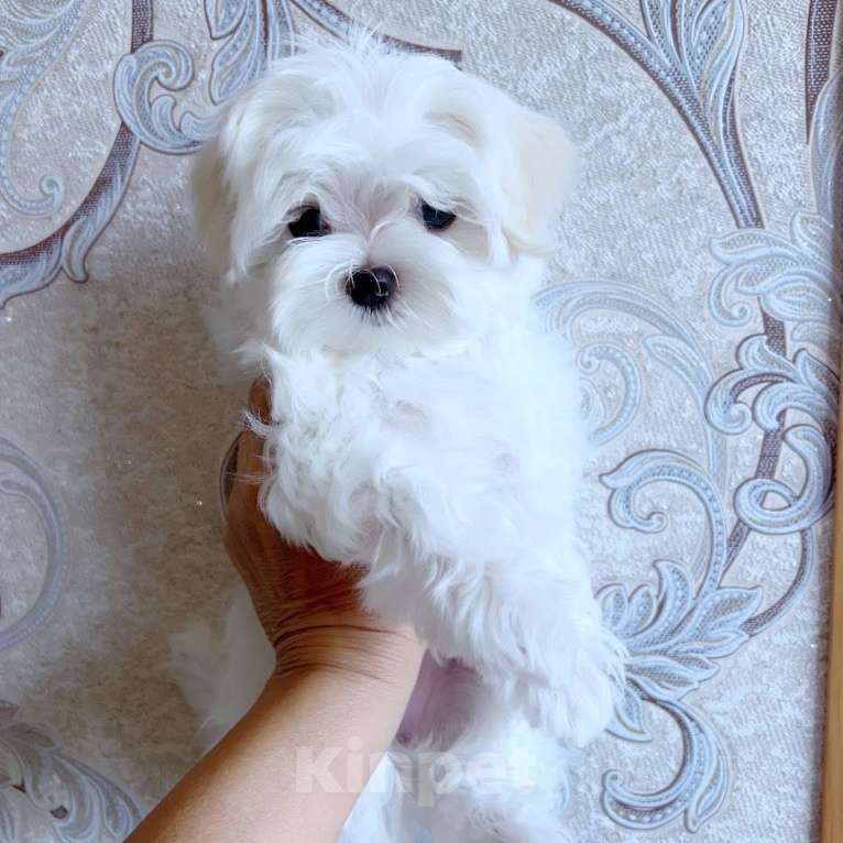 Собаки в Екатеринбурге: Мальтийская болонка — отличный выбор для дома.  Мальчик, Бесплатно - фото 3