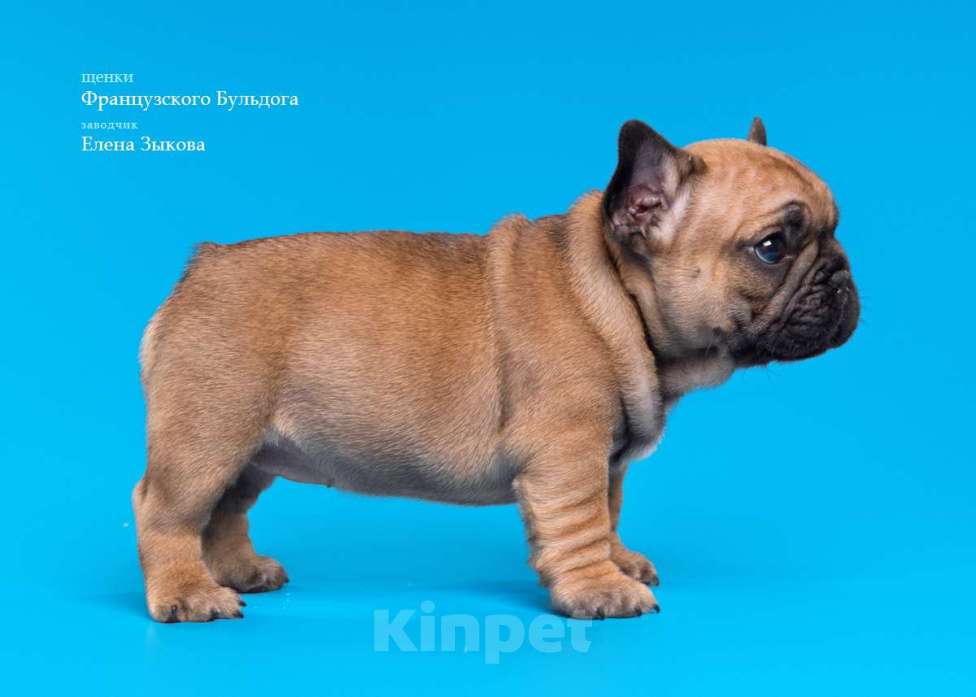 Собаки в Нижнем Новгороде: Предлагаю  к продаже щенков французского бульдога Мальчик, 45 000 руб. - фото 8