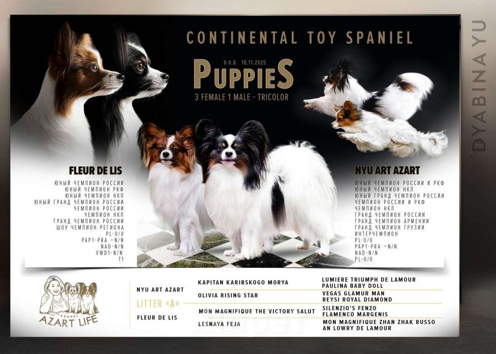 Собаки в Нижнем Новгороде: Щенок породы Континентальный той спаниель Папийон Девочка, Бесплатно - фото 1