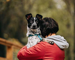 Собаки в Москве: Метис спаниеля Прима ищет дом Девочка, Бесплатно - фото 3
