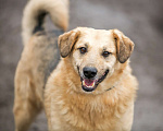 Собаки в Раменском: Кузя в поисках семьи! Мальчик, Бесплатно - фото 2