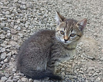 Кошки в Краснодаре: Кошечки в добрые руки Девочка, Бесплатно - фото 4