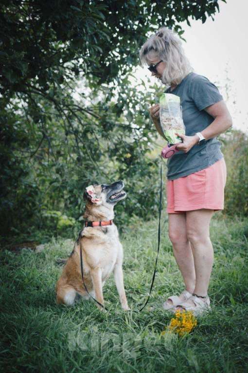 Собаки в других городах Московской области: Девочка Банди ищет дом Девочка, Бесплатно - фото 4
