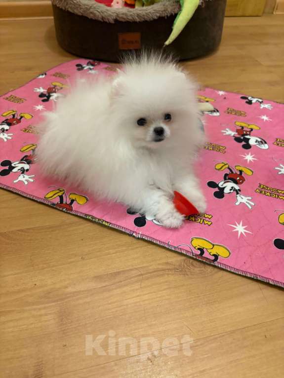 Собаки в Москве: Померанский  шпиц     Девочка  Мини Девочка, 20 000 руб. - фото 2