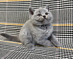 Кошки в Москве: Британцы котенок Мальчик, 100 000 руб. - фото 10