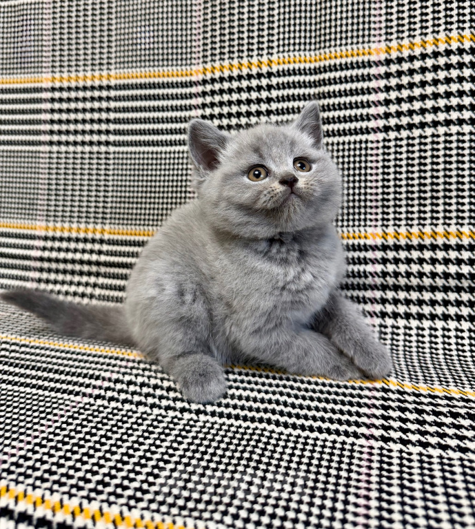 Кошки в Москве: Британцы котенок Мальчик, 100 000 руб. - фото 10