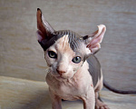 Кошки в Краснодаре: Котёнок Сфинкс Эльф мальчик Мальчик, Бесплатно - фото 3