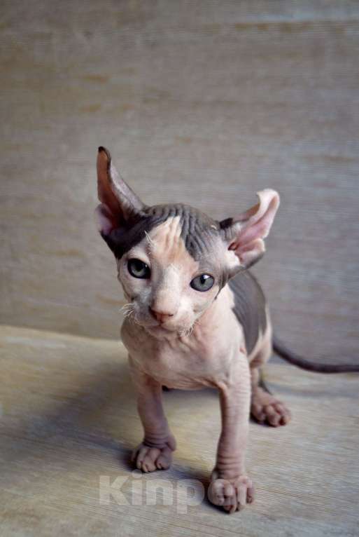 Кошки в Краснодаре: Котёнок Сфинкс Эльф мальчик Мальчик, Бесплатно - фото 3