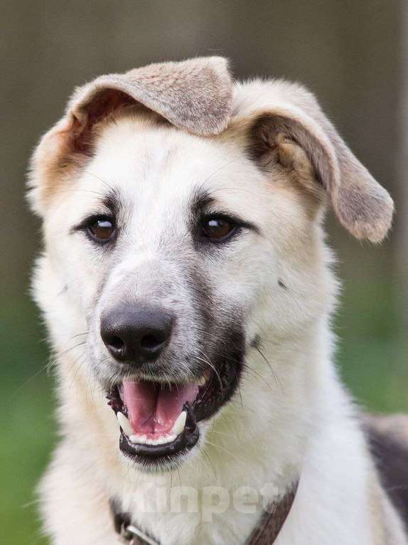 Собаки в других городах Московской области: Мирон якутенок Мальчик, Бесплатно - фото 5