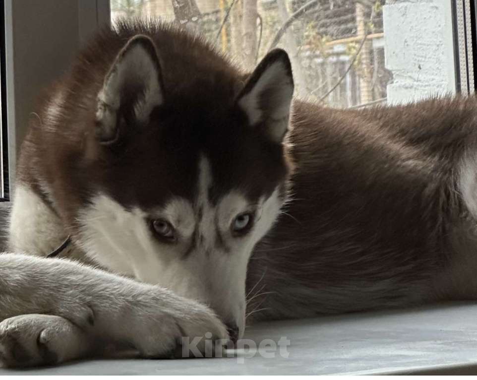 Собаки в Москве: Продаю сибирскую хаски девочка 9 месяцев Девочка, 19 900 руб. - фото 9
