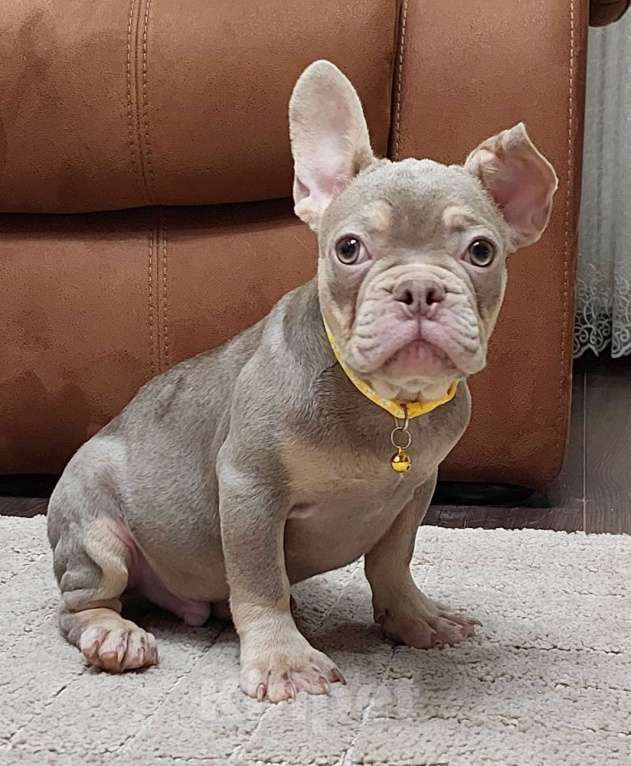 Собаки в Туле: Французский бульдог мальчик изабелла нью шейд Мальчик, 45 000 руб. - фото 2