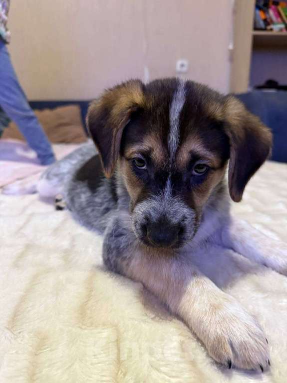 Собаки в других городах Воронежской области: СРОЧНО❗️❗️❗️ щенка в добрые руки  Мальчик, Бесплатно - фото 2