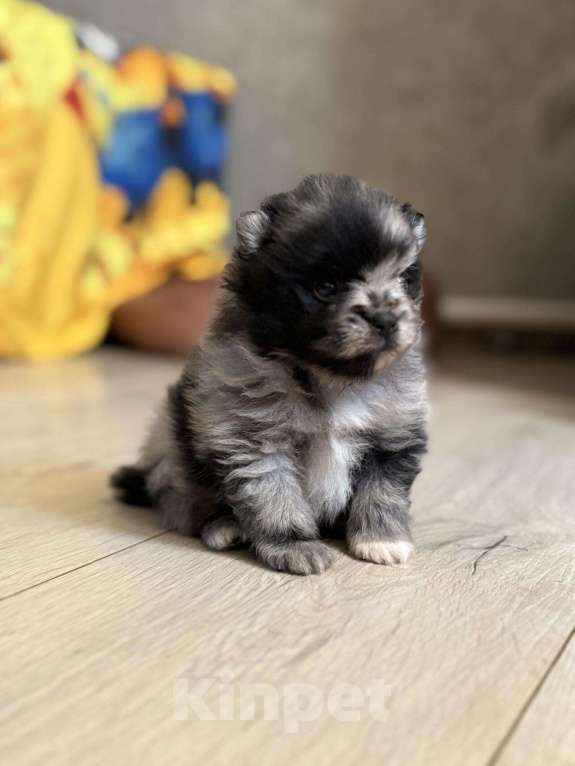 Собаки в Москве: Мини шпиц мальчик Мальчик, 65 000 руб. - фото 2