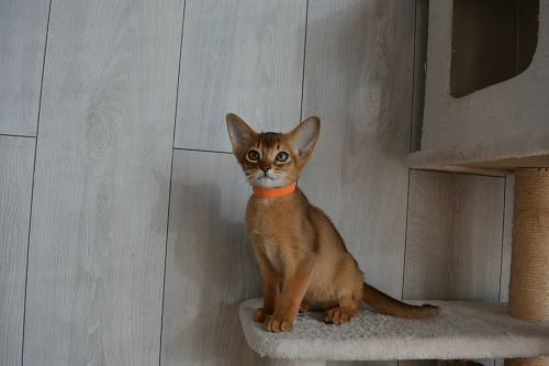 Абиссинские котята