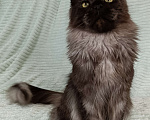 Кошки в Санкт-Петербурге: Мальчик полидакт черный дым Мальчик, 100 000 руб. - фото 7