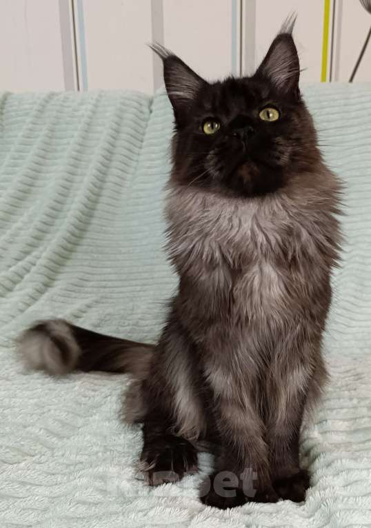 Кошки в Санкт-Петербурге: Мальчик полидакт черный дым Мальчик, 100 000 руб. - фото 7
