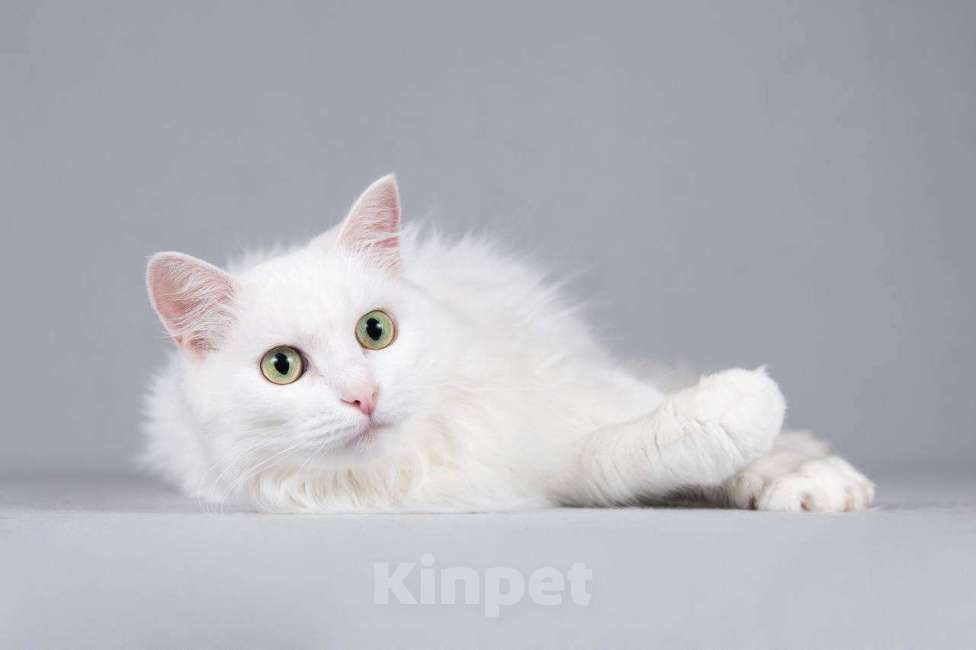 Кошки в Москве: Котик Тимоша ищет доброе сердце. Мальчик, Бесплатно - фото 6