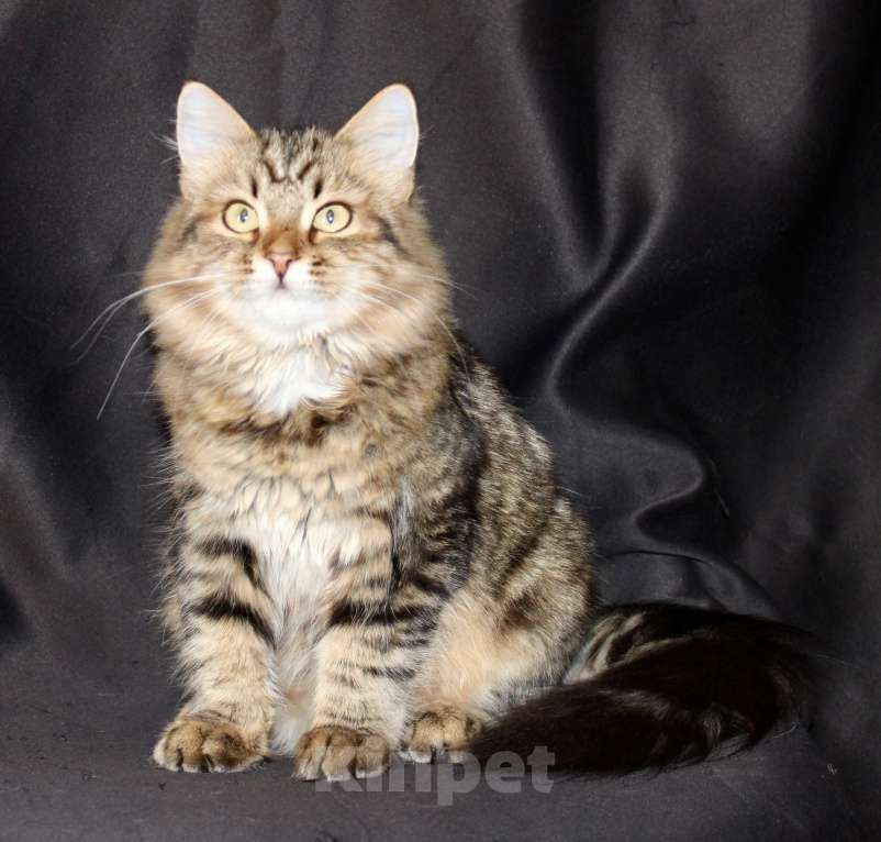 Кошки в Тюмени: Сибирский котёнок Девочка, 15 000 руб. - фото 4