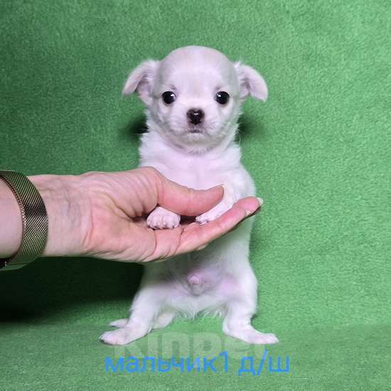 Собаки в Москве: Очаровательный щенок чихуахуа. Мальчик, 30 000 руб. - фото 1