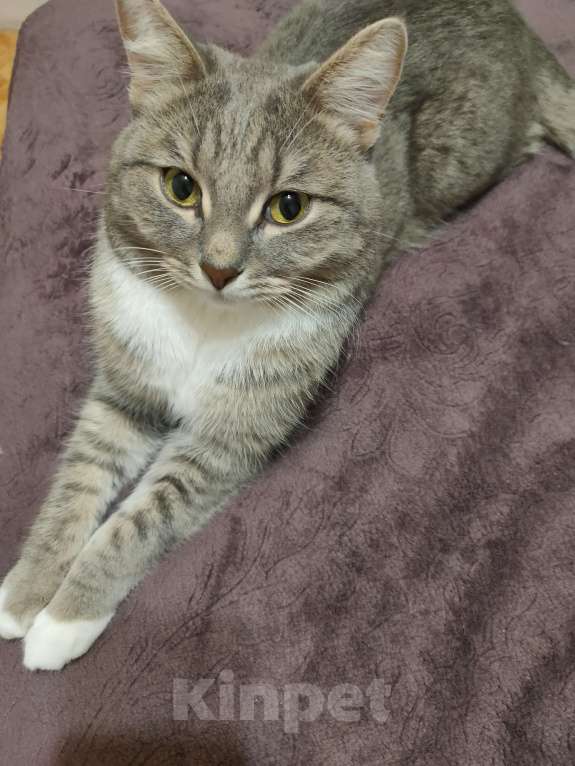 Кошки в Кирове: Отдам кота в добрые руки Мальчик, Бесплатно - фото 1