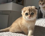 Кошки в Москве: Шотландский вислоухий котенок Девочка, Бесплатно - фото 6
