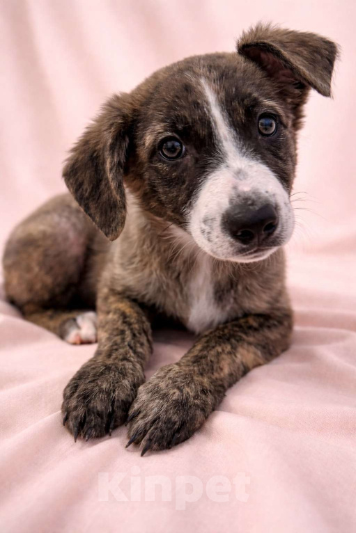 Собаки в Москве: Терри девочка в поисках дома Девочка, Бесплатно - фото 8