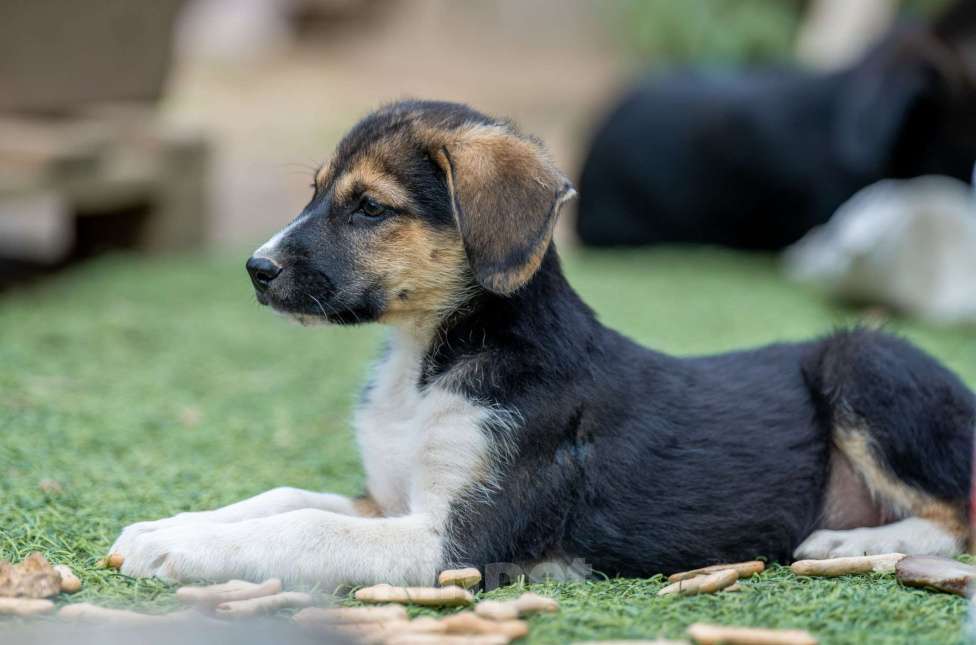 Собаки в Москве: Мэрси Мальчик, Бесплатно - фото 4