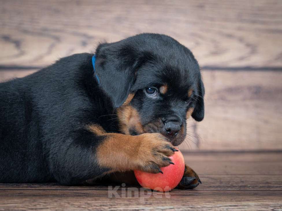 Собаки в Красноярске: Предлагается к продаже  Мальчик, Бесплатно - фото 3