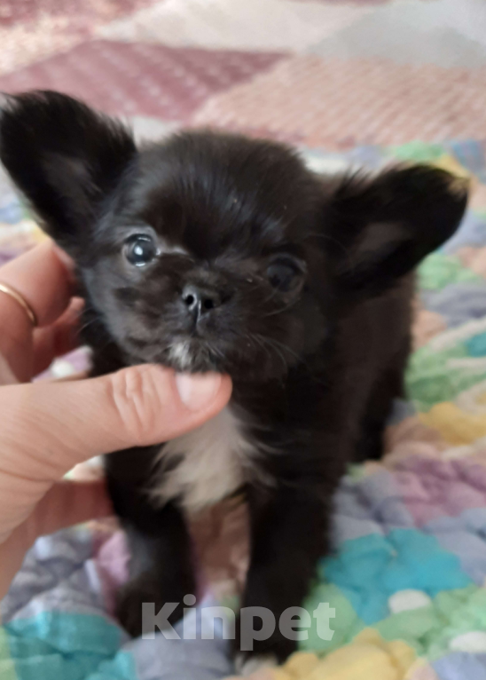 Собаки в Москве: Мальчик чёрного окраса Мальчик, 20 000 руб. - фото 5