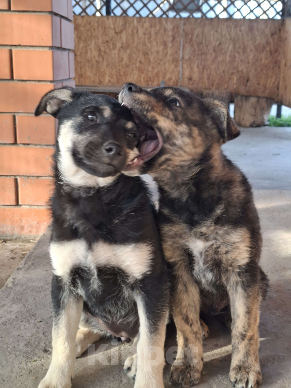 Собаки в Астрахани: "Щенки в добрые руки — крепкие дворовые!" Разнополые, Бесплатно - фото 5