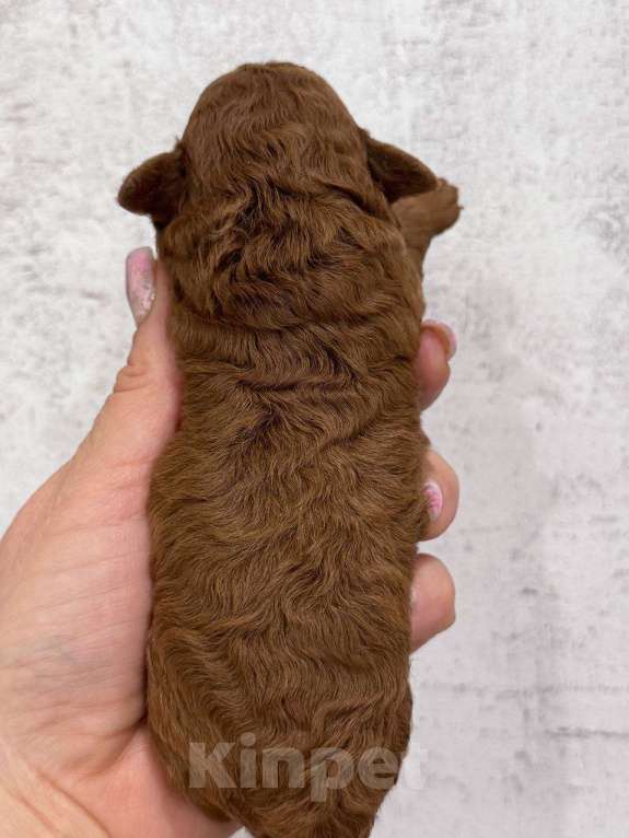 Собаки в Москве: Той-пудель тедди девочка Девочка, 150 000 руб. - фото 3