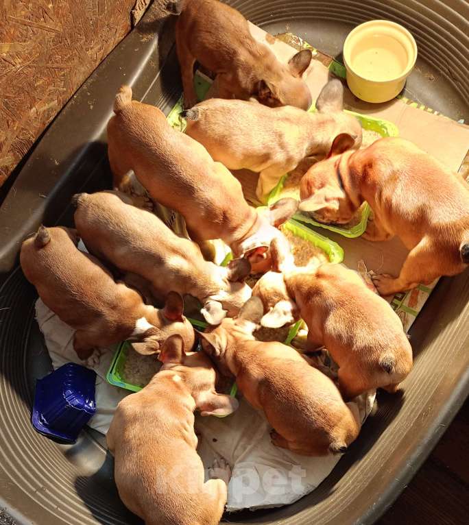 Собаки в Омске: Продаем щенков французкого бульдога Мальчик, Бесплатно - фото 7