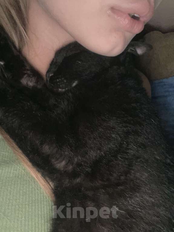 Кошки в Ростове-на-Дону: Потерялась кошечка Девочка, 5 000 руб. - фото 2