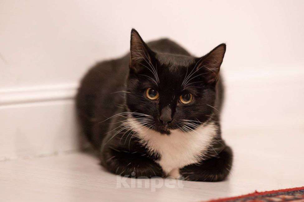 Кошки в Москве: Ксантиппа ищет своих людей Девочка, Бесплатно - фото 5