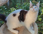Кошки в Энгельс: Котенок Нильс Мальчик, 45 000 руб. - фото 5