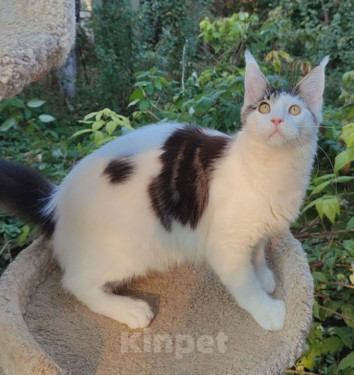 Кошки в Энгельс: Котенок Нильс Мальчик, 45 000 руб. - фото 5