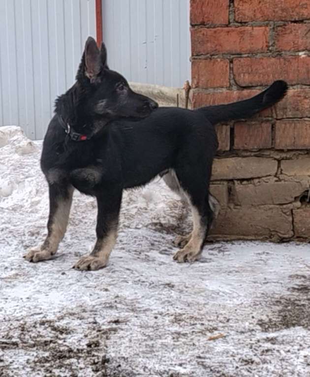 Собаки в других городах Краснодарского края: Щенок Восточноевропейской овчарки Девочка, 50 000 руб. - фото 3