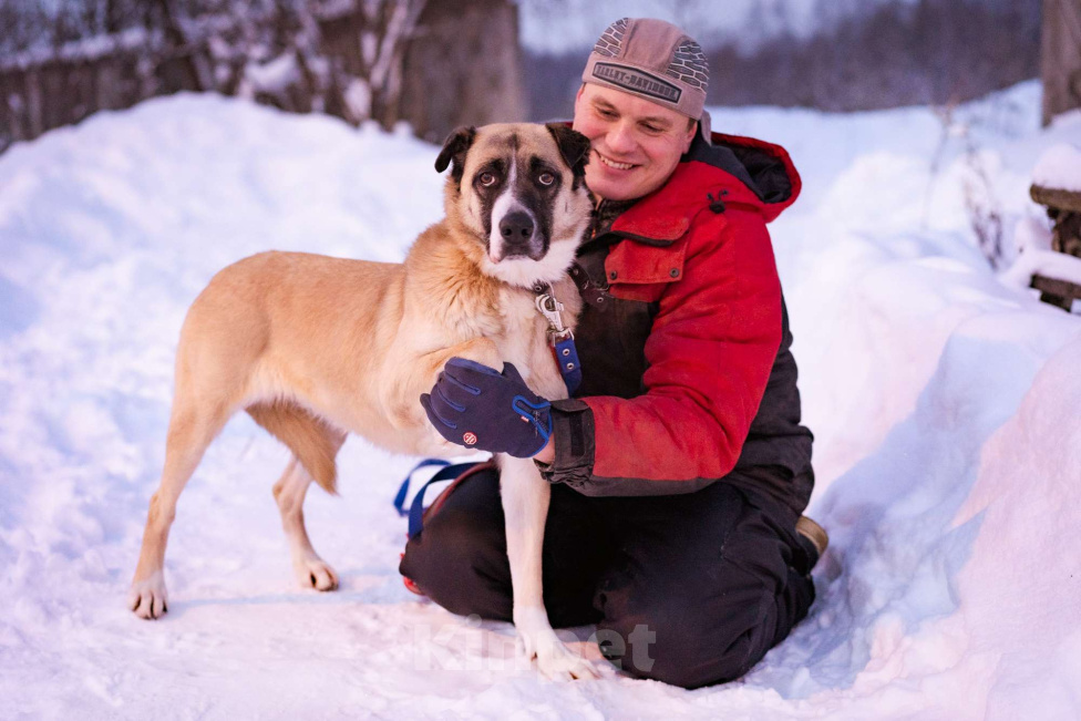Собаки в Москве: Ханна ждёт своих людей в приюте Девочка, Бесплатно - фото 3