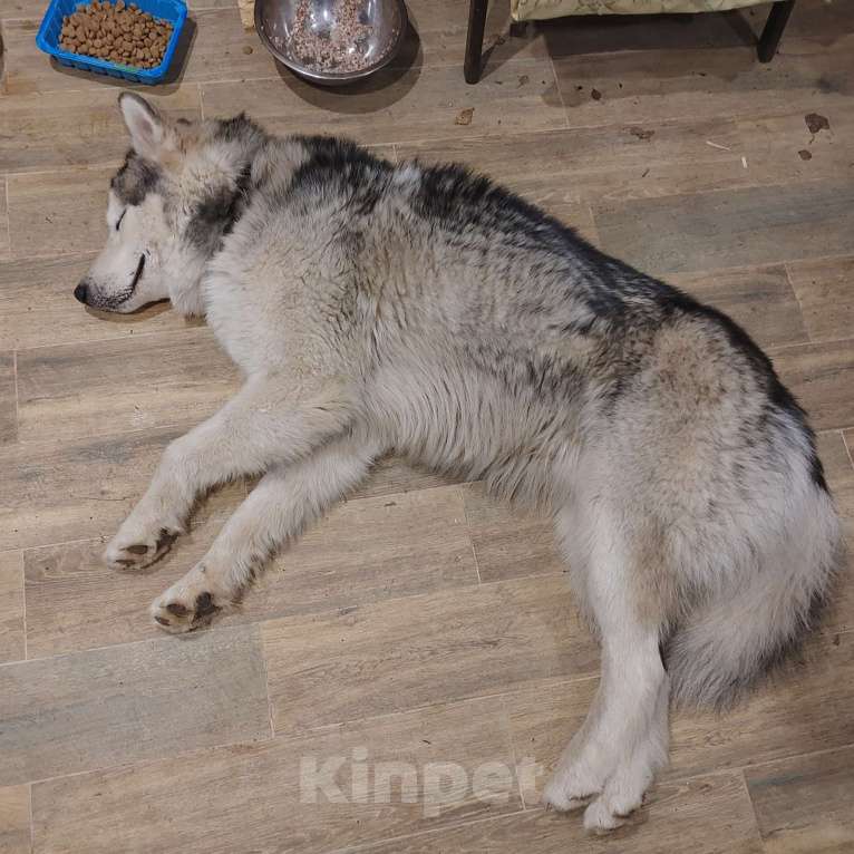 Собаки в Ногинске: Хаски Мальчик, Бесплатно - фото 6