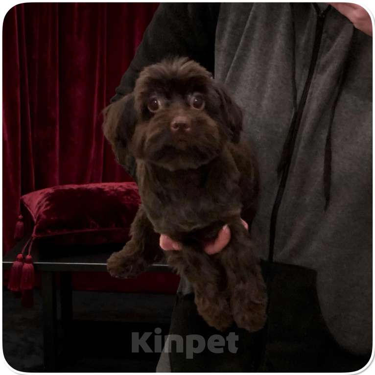 Собаки в Москве: Йорк горький шоколад взрослая девочка стандарт Девочка, 45 000 руб. - фото 6